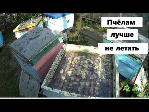 Видео: В сентябре пчёлам лучше сидеть в ульях.