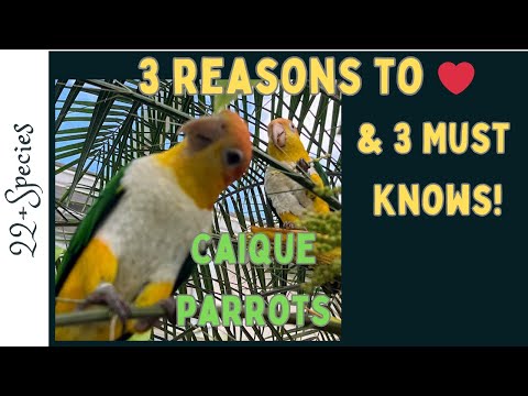 Видео: 3 ❤️ Обожаю каики. 3 вещи, которые ОБЯЗАТЕЛЬНО нужно знать, прежде чем завести одного из них! | #...