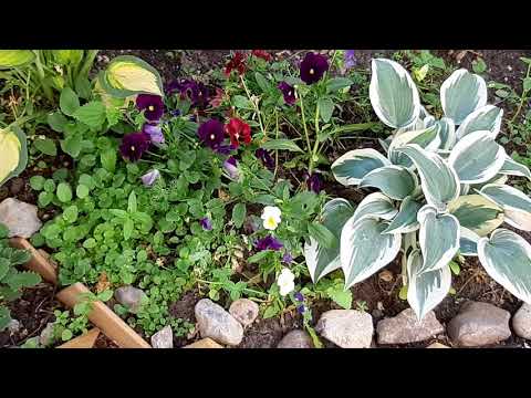 Видео: КЛУМБА У МНОГОЭТАЖНОГО ДОМА .