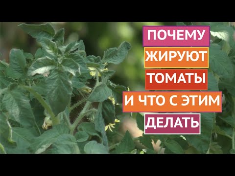 Видео: ОПРОВЕРГАЮ МИФЫ О ЖИРОВАНИИ ТОМАТОВ!