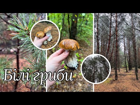 Видео: ПОХІД В ЛІС ПО ГРИБИ 2024 🍄‍🟫БІЛІ ГРИБИ