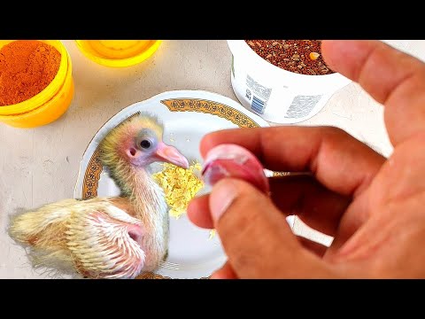 Видео: Ваши голуби будут здоровы!!! Try it and your pigeons will be healthy!! 