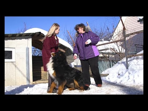 Видео: Пастушья порода - ЗЕННЕНХУНД