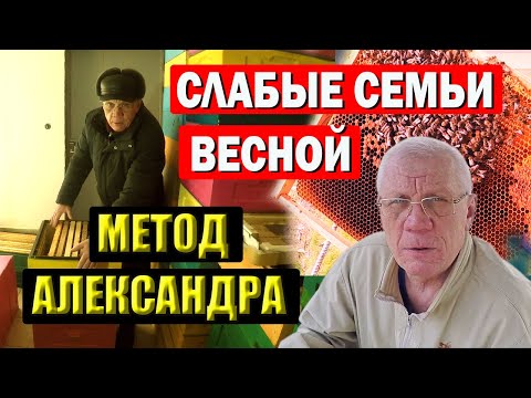 Видео: Спасение Слабых Семей пчел весной. Метод Александра в пчеловодстве.