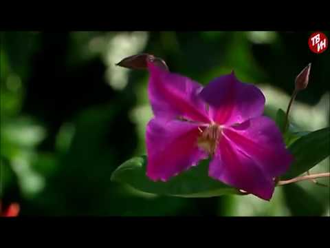 Видео: Клематисы. Уход, подкормки, болезни.  Передача Зелёный остров, часть 2