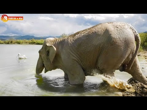 Видео: Главный взяточник таможни посватался к слонихе - батя дал добро? 🤣 Тайган. Elephants life in Taigan