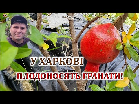 Видео: У Харкові плодоносять гранати!