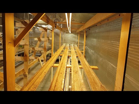 Видео: KLUBNIKA_PROJECT 2 // ФРИГО ГОЛЛАНДИЯ DE KEMP // ПОЛНОЕ ПИТАНИЕ ОТ YARA // КЛУБНИКА ОСНОВЫ