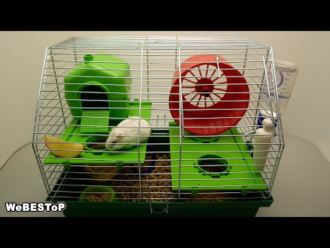 Видео: НОВАЯ КЛЕТКА для ХОМЯКА джунгарика | Реакция хомяка на новую клетку / Сколько стоит весь комплект