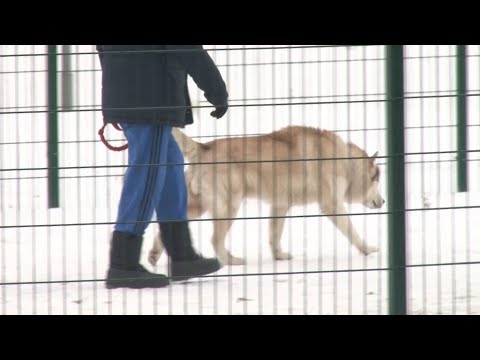 Видео: Выгул собак - закон в действии
