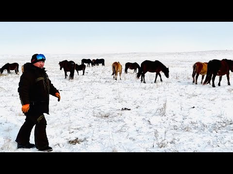 Видео: Жабағы бөлу #ақмола #жылқы GPS -қа батарей ауыстыру #жабағы #gps