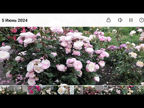 Видео: Розы демонстрируют СУПЕР ОБИЛЬНОСТЬ😍😍😍. Подбирайте сорта👋👋👋