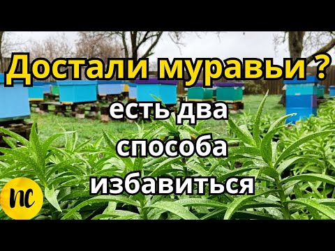 Видео: Как избавиться от муравьев на пасеке, как бороться с муравьями в доме, саду и огороде. Мурахи пасіка