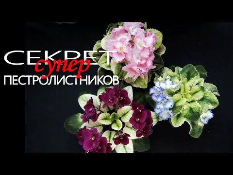 Видео: Все секреты выращивания ярких пестролистных сенполий