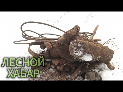 Видео: Брасовские дубравы. Коп металла