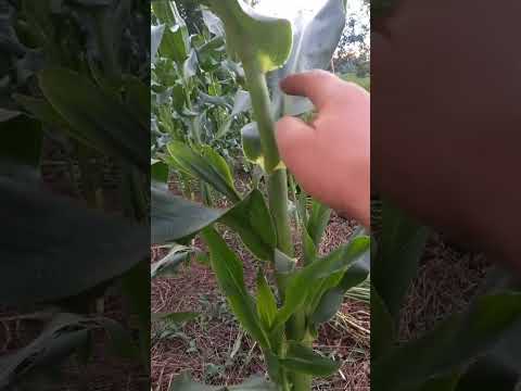 Видео: Чі витягне Кукурудза 🌽🌽🌽🌽❓️