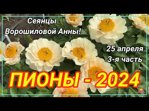 Видео: Цветение сеянцев пионов Ворошиловой А.Б. в 2024 году. Часть 3/ Сад Ворошиловой
