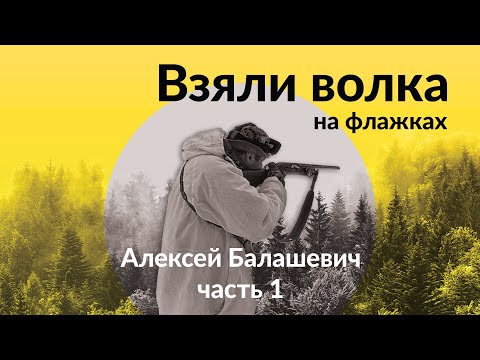 Видео: Взяли волка на флажках ч.1 #охота #волк #спектроптик #прицел #трофей #hunter #hunting #hunt