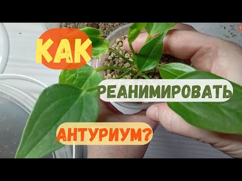 Видео: 🌾 ПРОСТОЙ СПОСОБ, который помог нарастить корни антуриуму. 🌱Мой опыт от новичка.