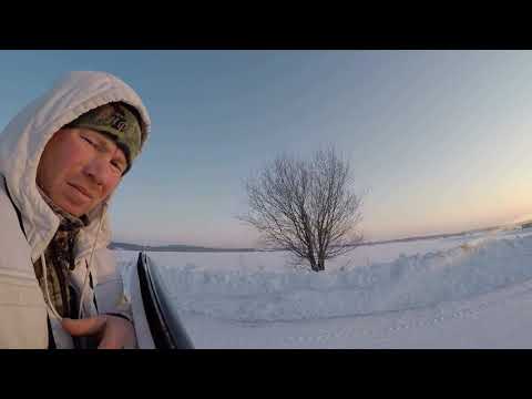 Видео: охота на лису с ружьем