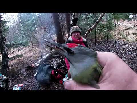 Видео: В лес всей семьёй  День дятла