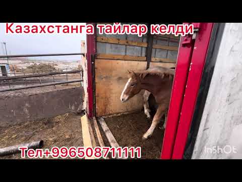 Видео: Абакандан тайлар жолго чыкты тел+996508711111