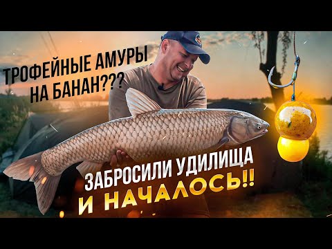 Видео: ТРОФЕЙНЫЕ АМУРЫ НА БАНАН ???  ЗАБРОСИЛИ УДИЛИЩА  И НАЧАЛОСЬ!!