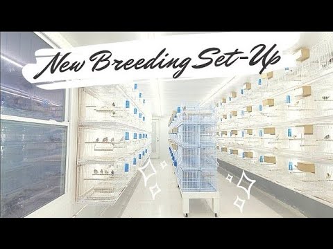 Видео: Новый птичий вольер / вольер ЗАВЕРШЕН, пора начинать разведение #вольер #птицы #зяблики