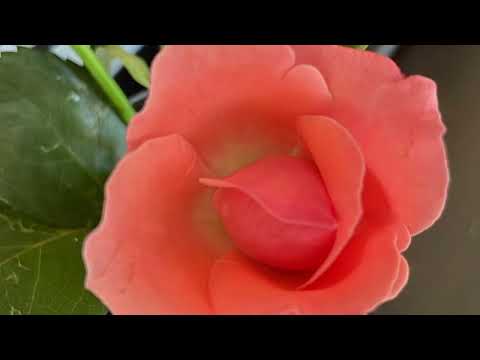 Видео: УЧИТЕЛЯ БЕИНСА ДУНО: Старият живот на Земята е несъвместим с новия