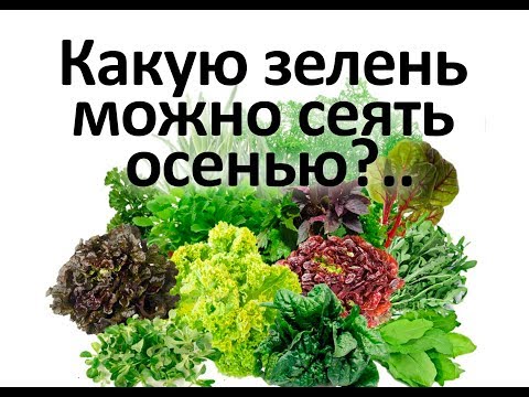 Видео: Какую зелень можно сеять осенью  Секрет от агронома Кирюшина