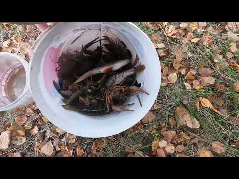 Видео: Рыбалка. Ловим хорошо.