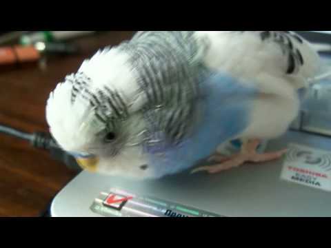 Видео: говорящий попугай 3 http://vkontakte.ru/club17245908