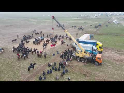 Видео: 11 12 2023 Сарыағаш кокпар Мақсат мырза