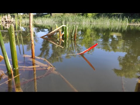 Видео: Ведро карасей, САЗАН, ЯЗЬ на поплавок 💥!! Рыбалка летом на реке