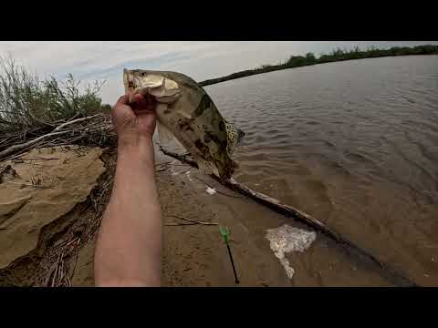 Видео: Завёз резинку и началось .Рыбалка на резинку 2025 открыта .( часть 2.)