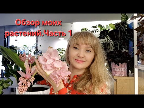 Видео: 🍀ОБЗОР МОИХ РАСТЕНИЙ (часть 1) 🍀