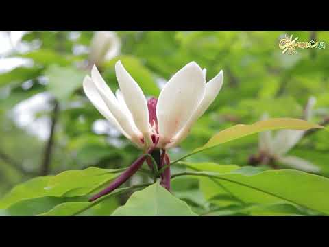 Видео: 🌸 Як доглядати за магнолією 🌸