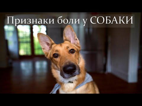 Видео: Как понять что собака испытывает боль.
