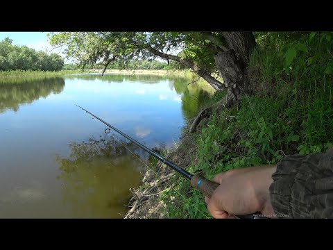 Видео: Голавль на Майского Жука. Как и где ловить