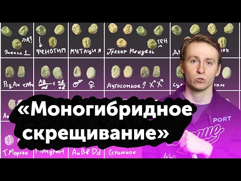 Видео: Основы генетики. Все типы генетических задач - аллельное взаимодействие и моногибридное скрещивание.