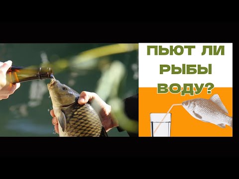 Видео: Самый популярный запрос. Пьют ли Рыбы Воду | 2024