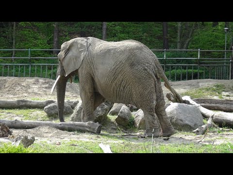 Видео: Зоопарк в Гданьске, Польша/Zoo Gdańsk Oliwa