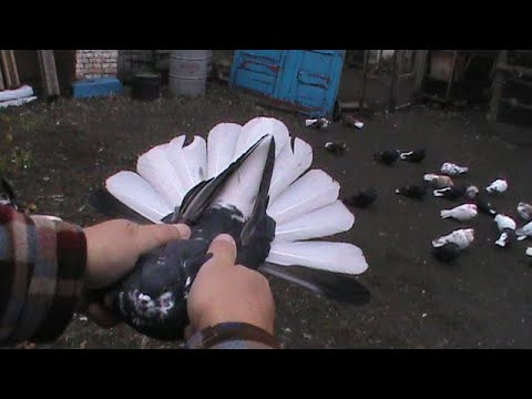 Видео: Тренеровка в бурю