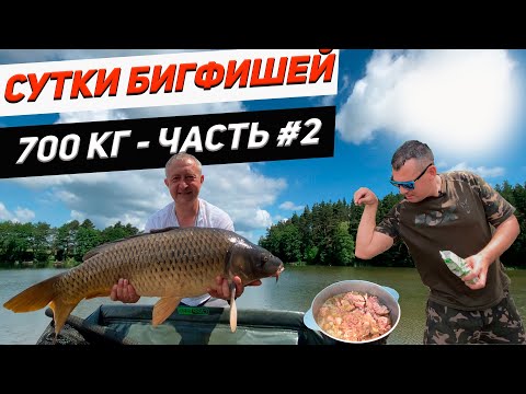 Видео: Озеро Трофейное| Ловля карпа бигфиш. Часть 2