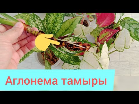 Видео: АГЛОНЕМА ТАМЫРЛАТУ ЕМДЕУ