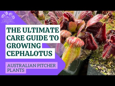 Видео: Полное руководство по выращиванию цефалотуса