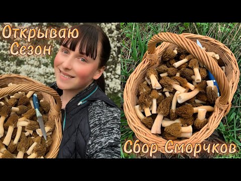 Видео: ОТКРЫВАЮ ГРИБНОЙ СЕЗОН 2024! Сбор Сморчков! Где их искать?