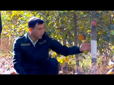 Видео: Дарахтга белбоғ нима учун боғланади? Боғбон  сирлари | Mening bog'im