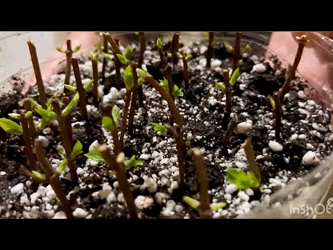 Видео: ЧЕРЕНКОВАНИЕ 🌱ГОРТЕНЗИИ.(часть-2) ГОРТЕНЗИЯ ГУЛИНИ ҚАЛАМЧА УСУЛИДА КУПАЙТИРИШ