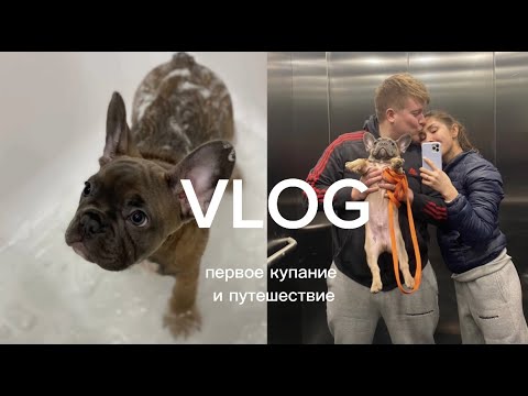 Видео: ПЕРВОЕ КУПАНИЕ ЩЕНКА / УЧИМ КОМАНДЫ / ПОЕХАЛИ НА МАШИНЕ В ТАТАРСТАН